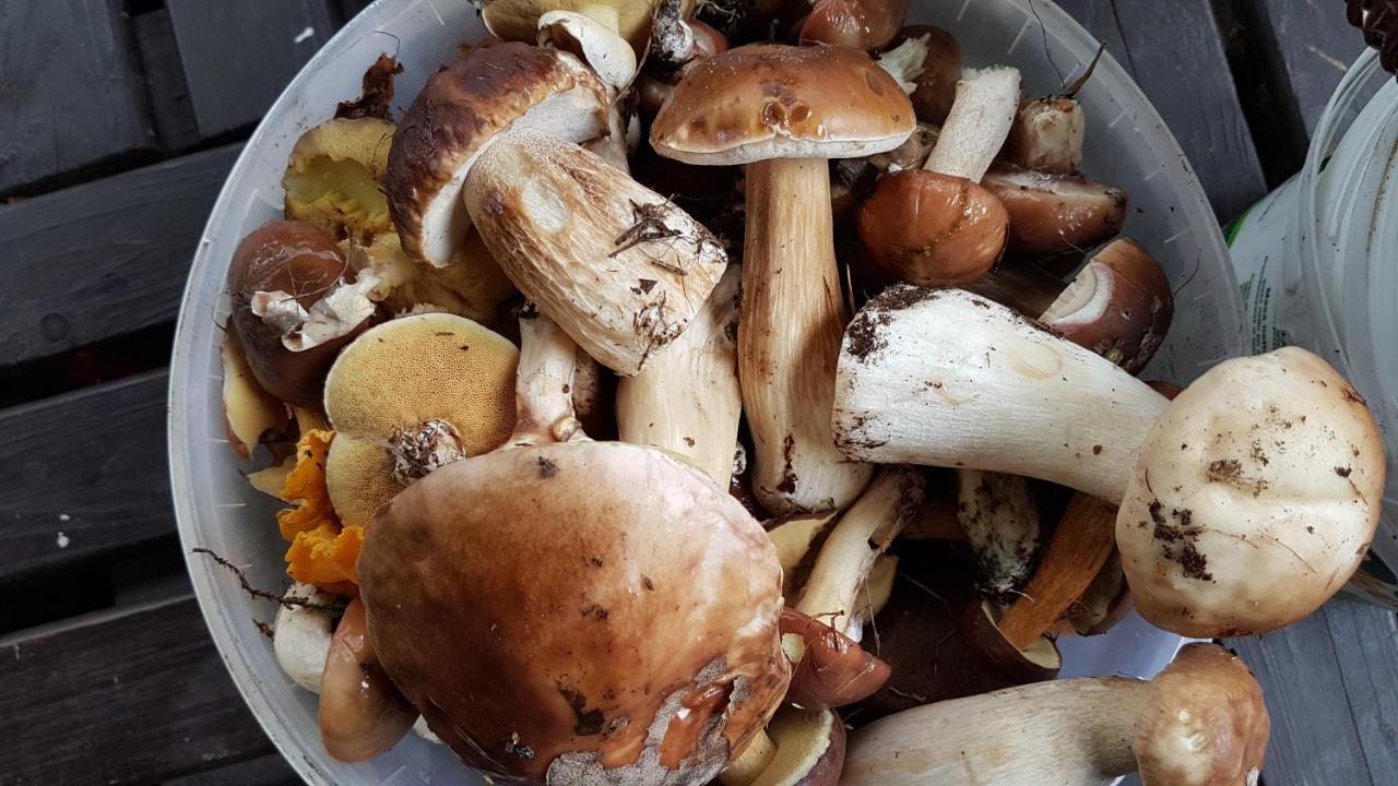 Domek Letniskowy Na Kaszubach Lub Apartament Z Kominkiem Puck Bagian luar foto